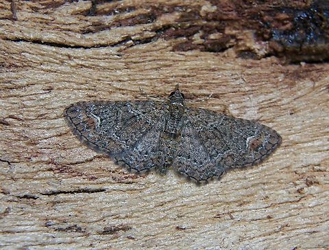 Pome Looper - Pasiphilodes testulata Attracted to UV light. Australia,Geotagged,Pasiphilodes testulata,Pome Looper,Winter