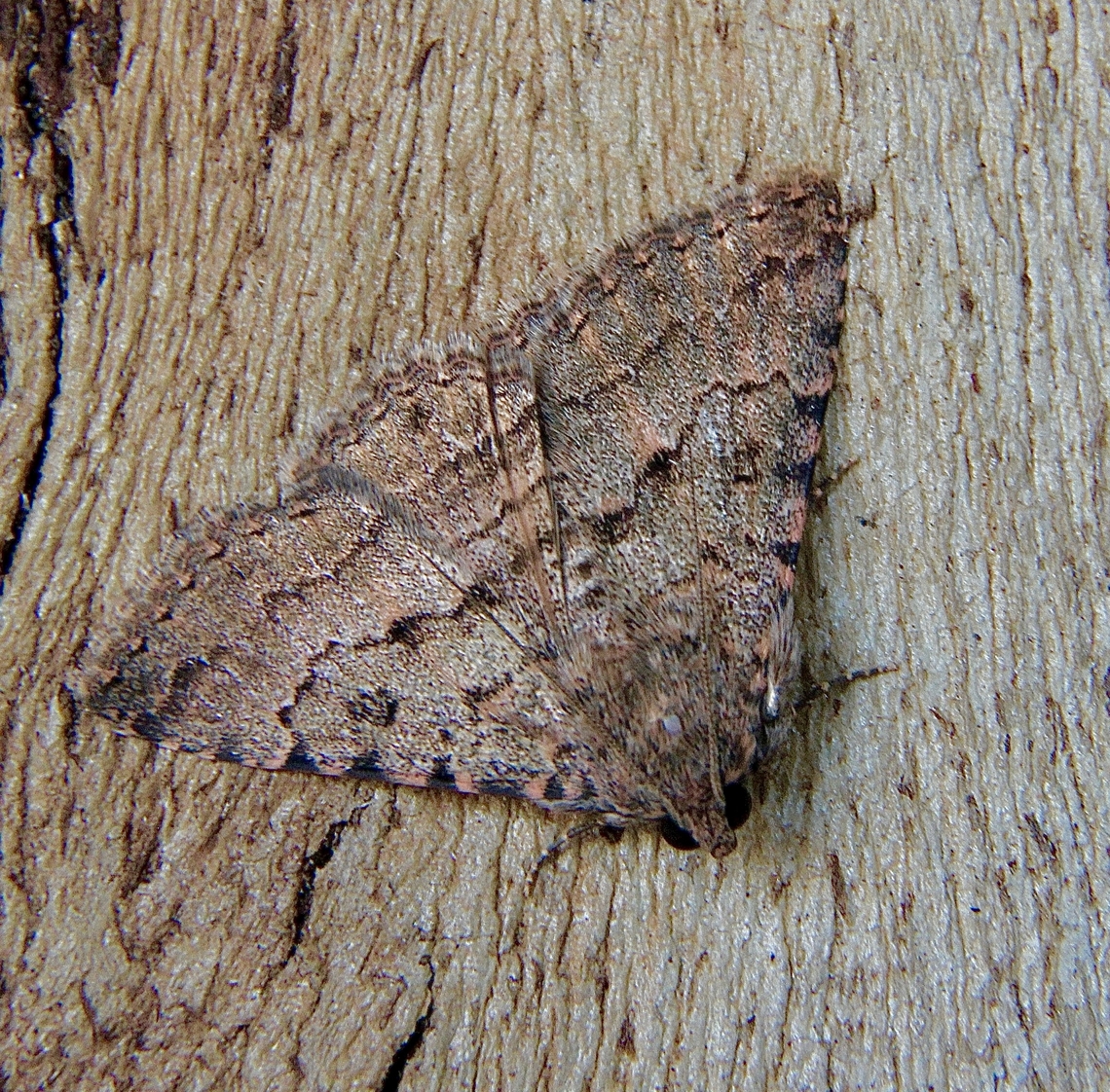 Diatenes aglossoides Attracted to UV light. Australia,Diatenes aglossoides,Geotagged,Winter