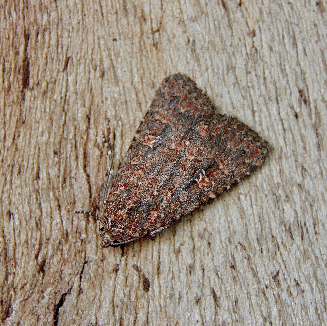 Hypoperigea tonsa Attracted to UV light. Australia,Geotagged,Hypoperigea tonsa,Winter