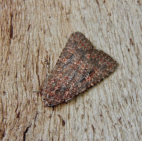 Hypoperigea tonsa Attracted to UV light. Australia,Geotagged,Hypoperigea tonsa,Winter