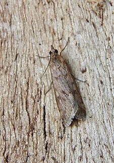 Cotton Web Spinner - Achyra affinitals  Achyra affinitalis,Cotton Web Spinner