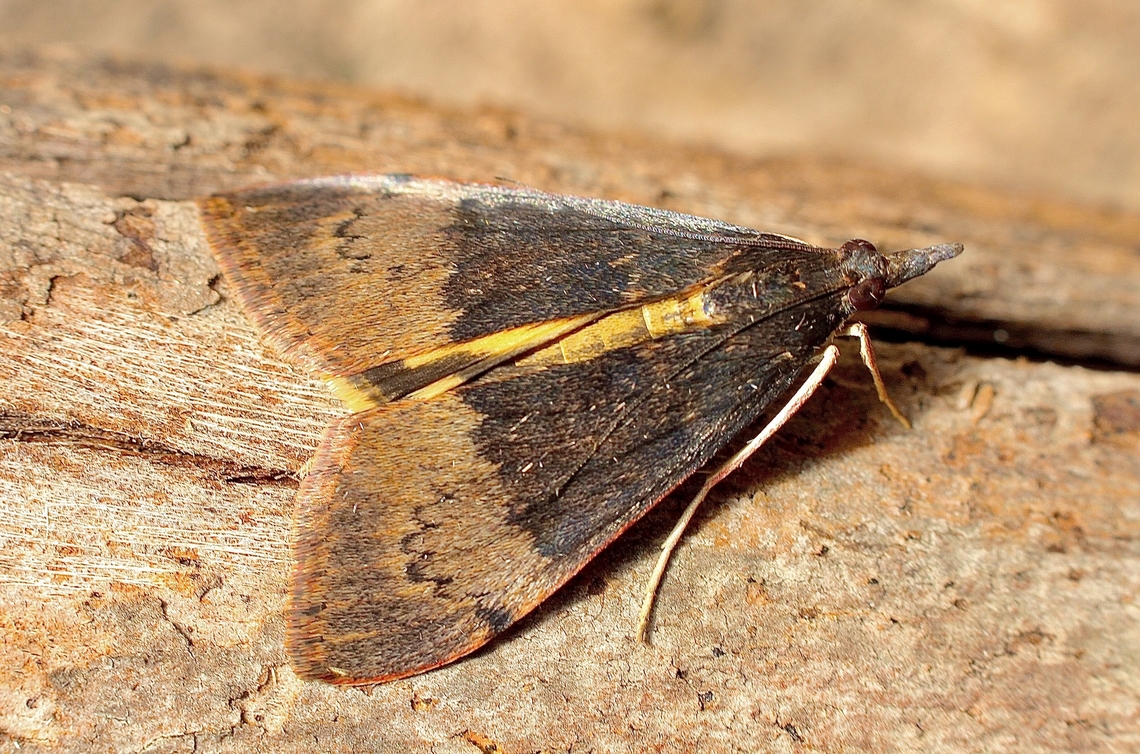 Tree Lucerne Moth - Uresiphita ornithopteralis Attracted to UV light. Australia,Geotagged,Tree Lucerne Moth,Uresiphita ornithopteralis,Winter