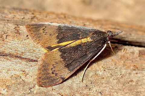 Tree Lucerne Moth - Uresiphita ornithopteralis Attracted to UV light. Australia,Geotagged,Tree Lucerne Moth,Uresiphita ornithopteralis,Winter