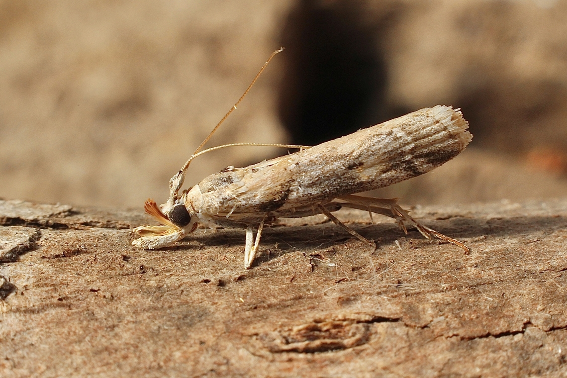 Morosaphycita oculiferella Attracted to UV light. Australia,Geotagged,Morosaphycita oculiferella,Winter