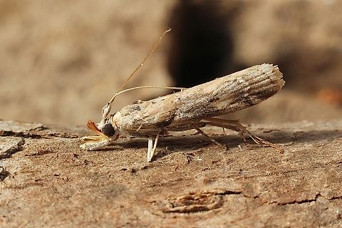 Morosaphycita oculiferella Attracted to UV light. Australia,Geotagged,Morosaphycita oculiferella,Winter