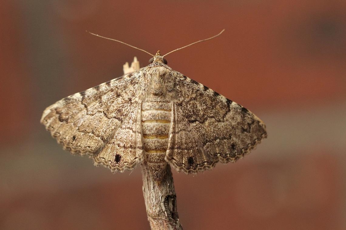 Diatenes aglossoides Attracted to UV light. Australia,Diatenes aglossoides,Geotagged,Summer