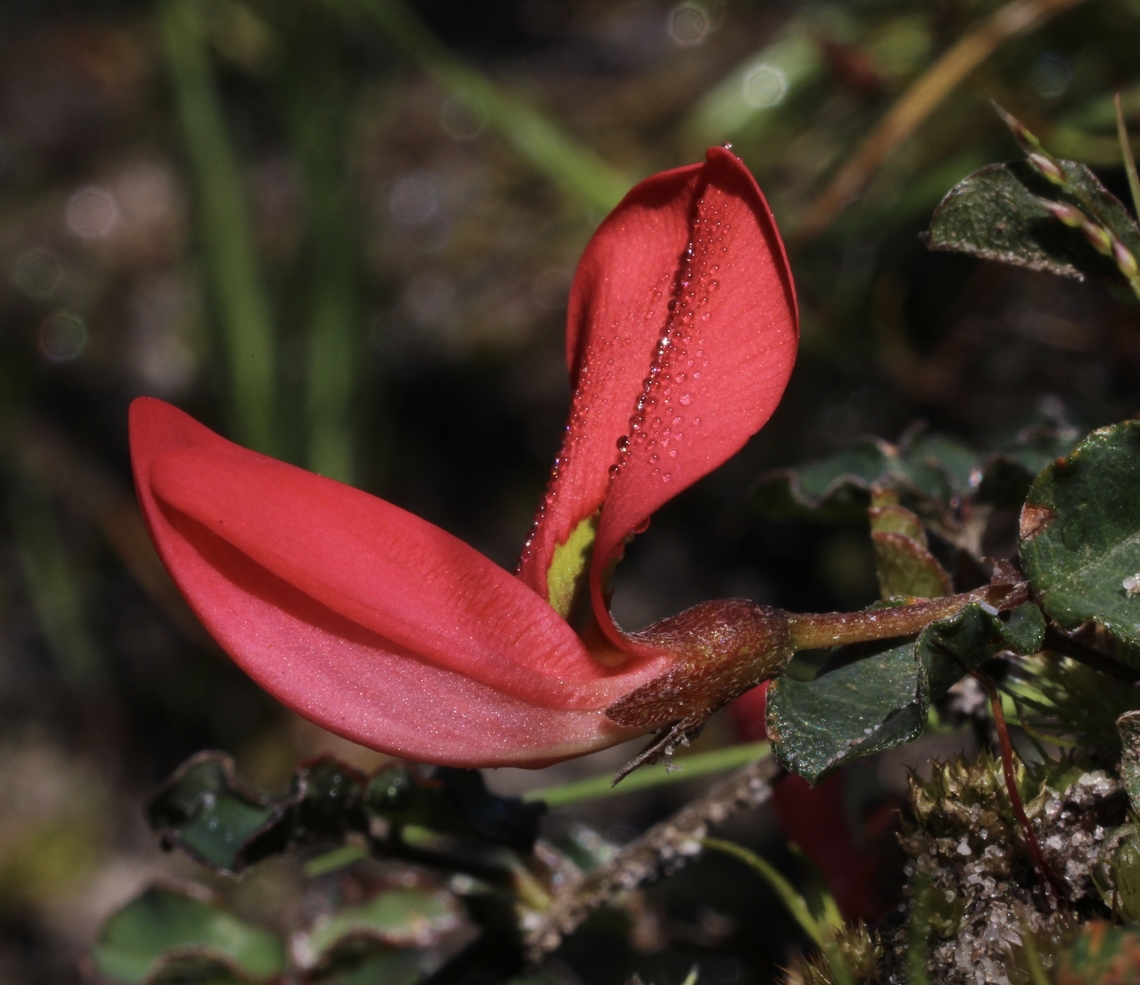 Running postman - Kennedia prostrata  Australia,Geotagged,Kennedia prostrata,Running postman,Winter