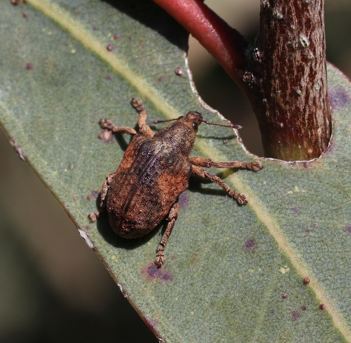 Eucalyptus snout weevil - Gonipterus platensis  Australia,Geotagged,Gonipterus platensis,Winter