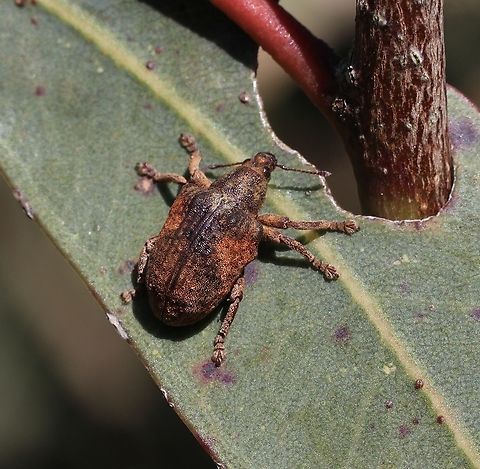 Eucalyptus snout weevil - Gonipterus platensis  Australia,Geotagged,Gonipterus platensis,Winter