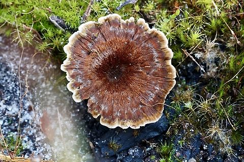 Coltricia australica  Coltricia australica