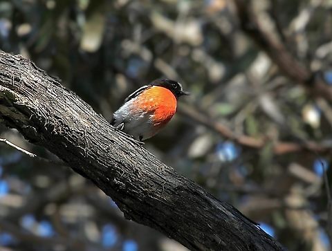 Scarlet Robin - Petroica boodang  Australia,Geotagged,Petroica boodang,Scarlet Robin,Winter