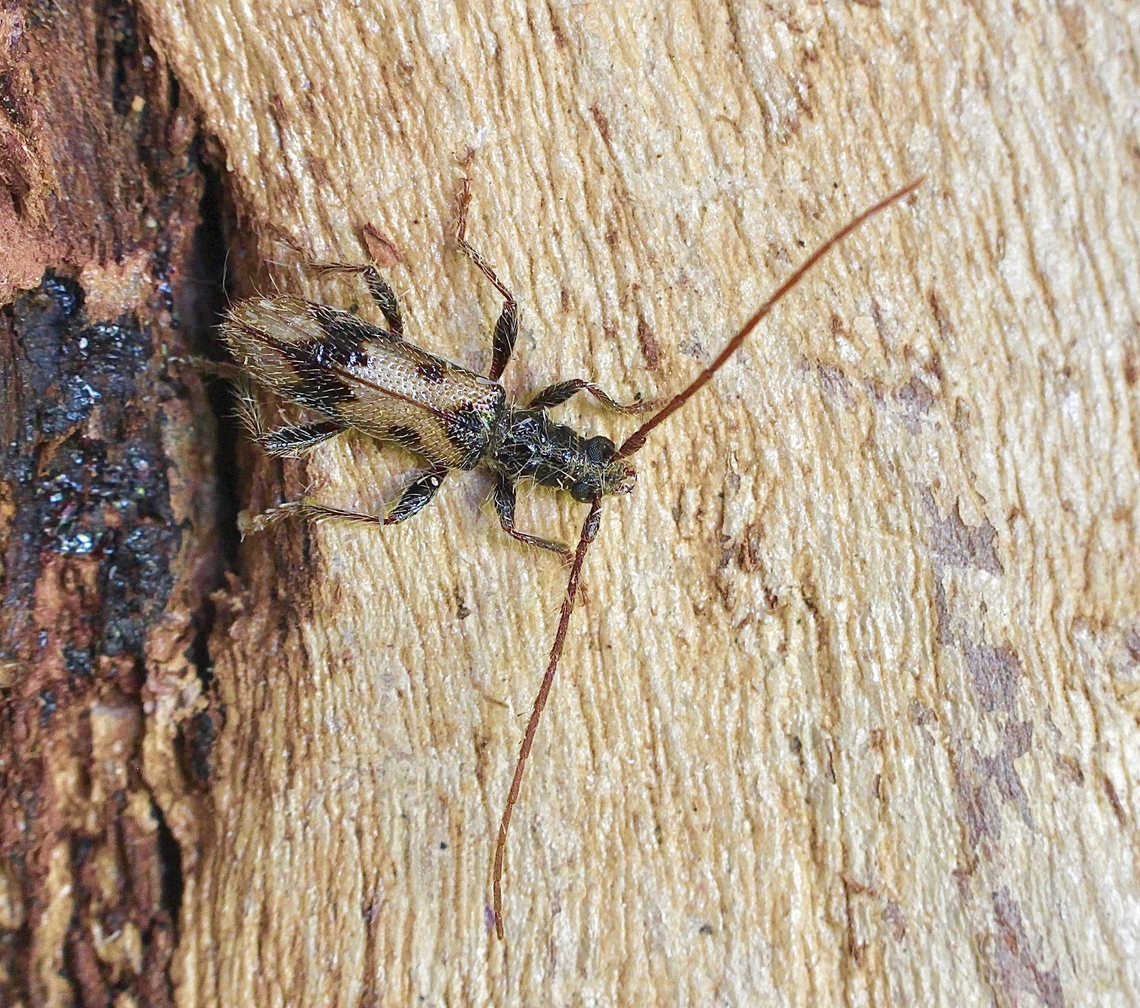 Atesta besti Attracted to UV light. Atesta besti,Australia,Geotagged,winter