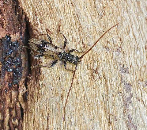 Atesta besti Attracted to UV light. Atesta besti,Australia,Geotagged,winter