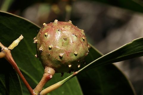 Golden wattle bud-galling wasp ,Trichilogaster signiventris  Australia,Geotagged,Golden wattle Bud-galling Wasp,Trichilogaster signiventris,Winter