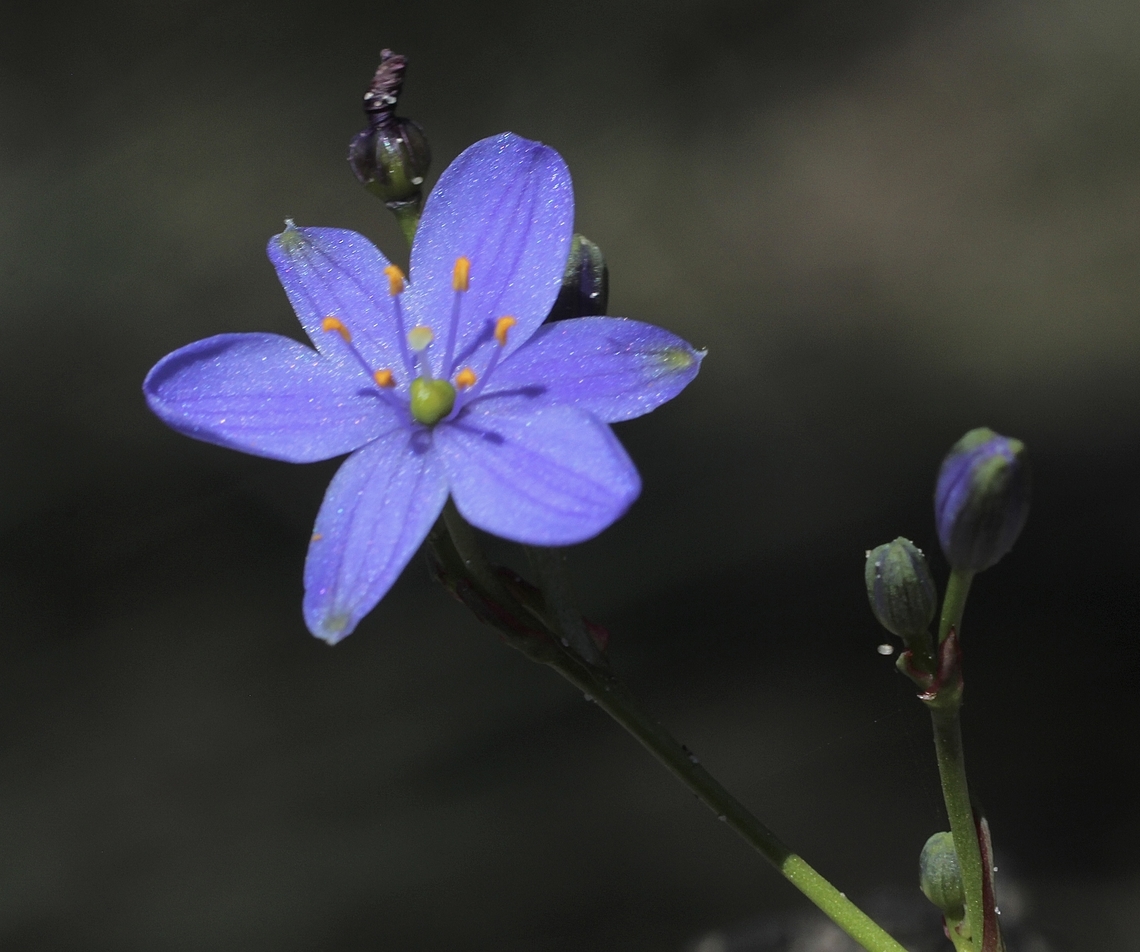 Blue Stars - Chamaescilla corymbosa  Australia,Blue Stars,Chamaescilla corymbosa,Geotagged,Winter