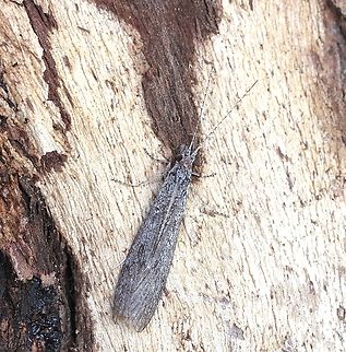 Caddisfly - Triplectides similis Attracted to UV light. Australia,Geotagged,Triplectides similis,Winter
