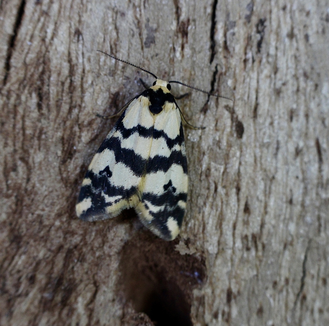 Thallarcha albicollis Attracted to UV light. Australia,Geotagged,Thallarcha albicollis,Winter
