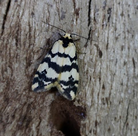 Thallarcha albicollis Attracted to UV light. Australia,Geotagged,Thallarcha albicollis,Winter