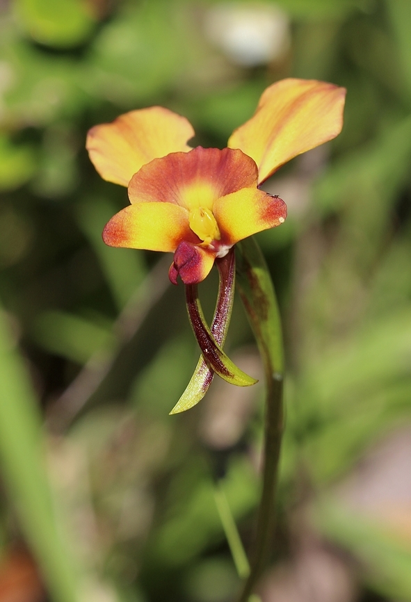 Wallflower Orchid Diuris orientis This year due to lack of rain wildflowers are very late . There should be many terrestrial orchids by now but I only found this one. Australia,Diuris orientis,Eastern wallflower orchid,Geotagged,Winter
