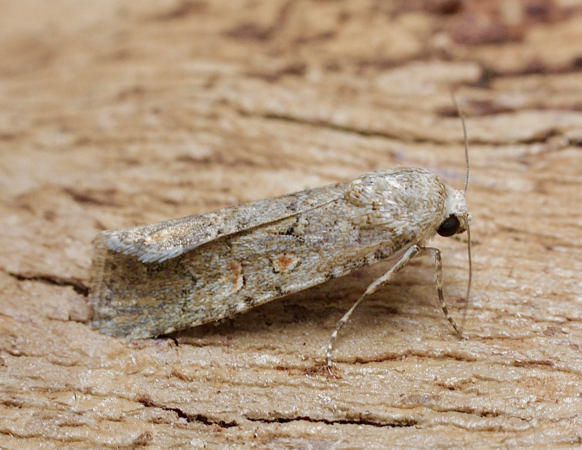 Beet Armyworm Moth -Spodoptera exigua Introduced to Australia. Attracted to UV light. Australia,Beet armyworm,Geotagged,Spodoptera exigua,Winter