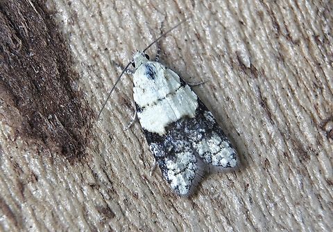 Tracholena sulfurosa Attracted to UV light. Australia,Geotagged,Tracholena sulfurosa,Winter