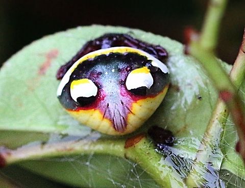 Two - Spinde Spider - Poecilopachus australis Scary face on the spiders back. Australia,Geotagged,Poecilopachys australasia,Spring,Two-spined spider