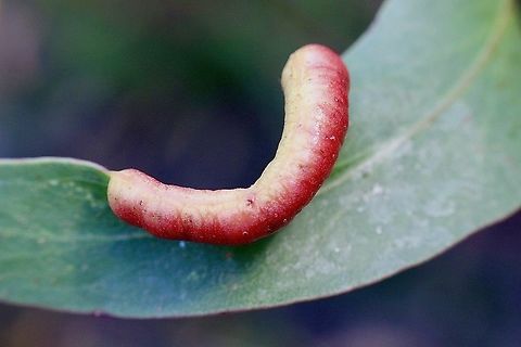 Unidentified gall growth on eucalyptus leaves  Australia,Geotagged,Spring