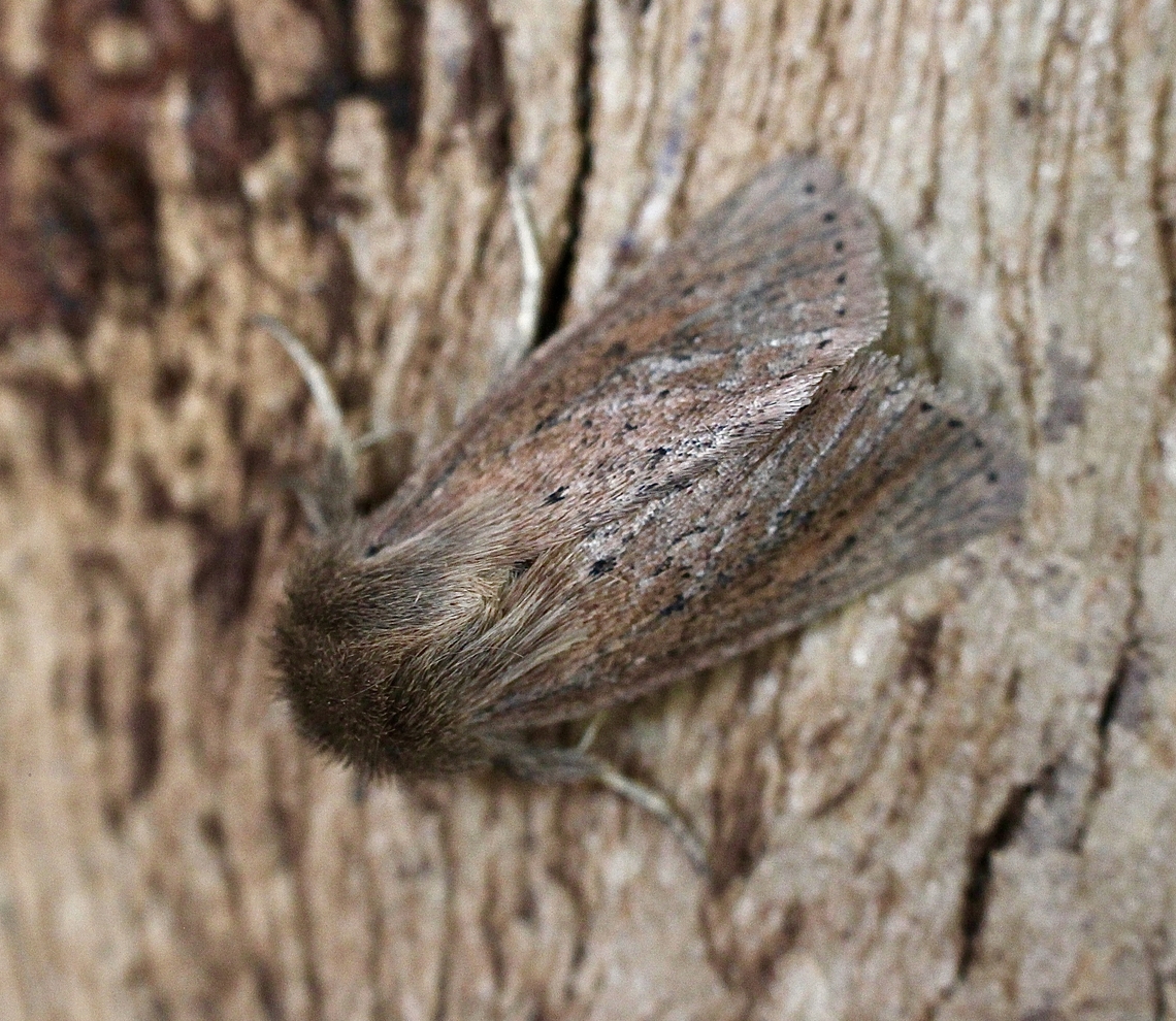 Bathytricha aethalion Attracted to UV light. Australia,Bathytricha aethalion,Geotagged,Winter