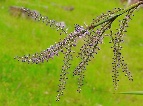 Slender Palm Lily - Cordyline stricta  Australia,Cordyline stricta,Geotagged,Slender Palm Lily,Spring