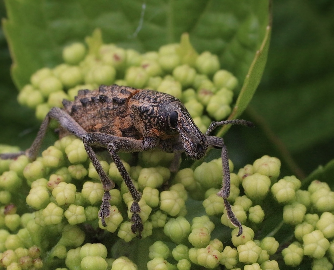 Broad-back Weevil - Leptopius duponti  Australia,Broad-back Weevil,Eamw weevils,Geotagged,Leptopius duponti,Spring
