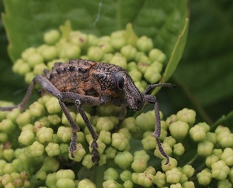 Broad-back Weevil - Leptopius duponti  Australia,Broad-back Weevil,Eamw weevils,Geotagged,Leptopius duponti,Spring