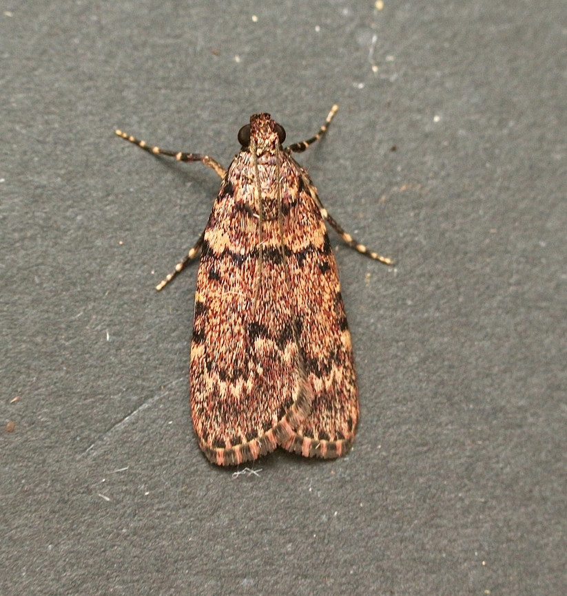 Macalla nauplialis Attracted to UV light  Australia,Fall,Geotagged,Macalla nauplialis