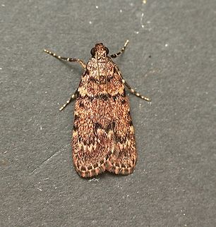 Macalla nauplialis Attracted to UV light  Australia,Fall,Geotagged,Macalla nauplialis