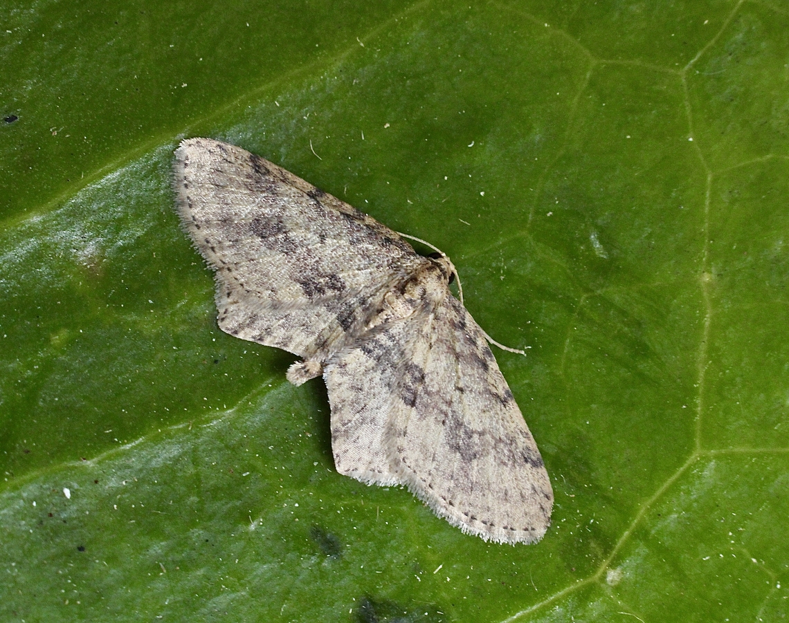 Poecilasthena scoliota Attracted to UV light. Australia,Geotagged,Poecilasthena scoliota,Spring