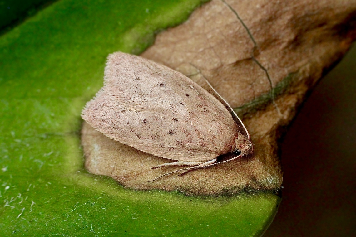 Concealer moth species - Chezala privatella Attracted to UV light. Australia,Chezala privatella,Geotagged,Summer