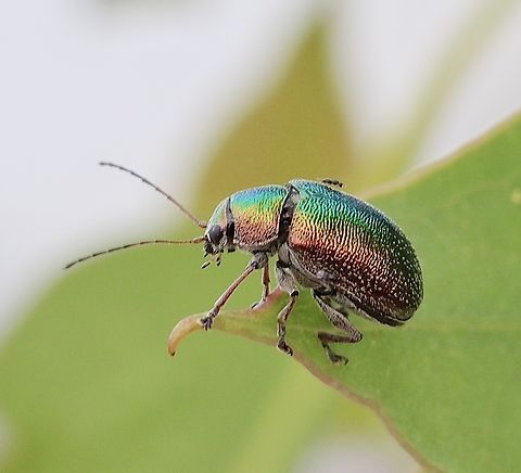 Leaf Beetle  - genus  Edusella  Australia,Geotagged,Spring