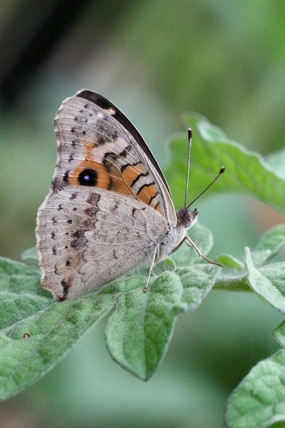 Meadow Argus - Junonia villida  Australia,Fall,Geotagged,Junonia villida,Meadow Argus