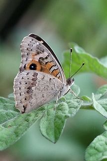 Meadow Argus - Junonia villida  Australia,Fall,Geotagged,Junonia villida,Meadow Argus