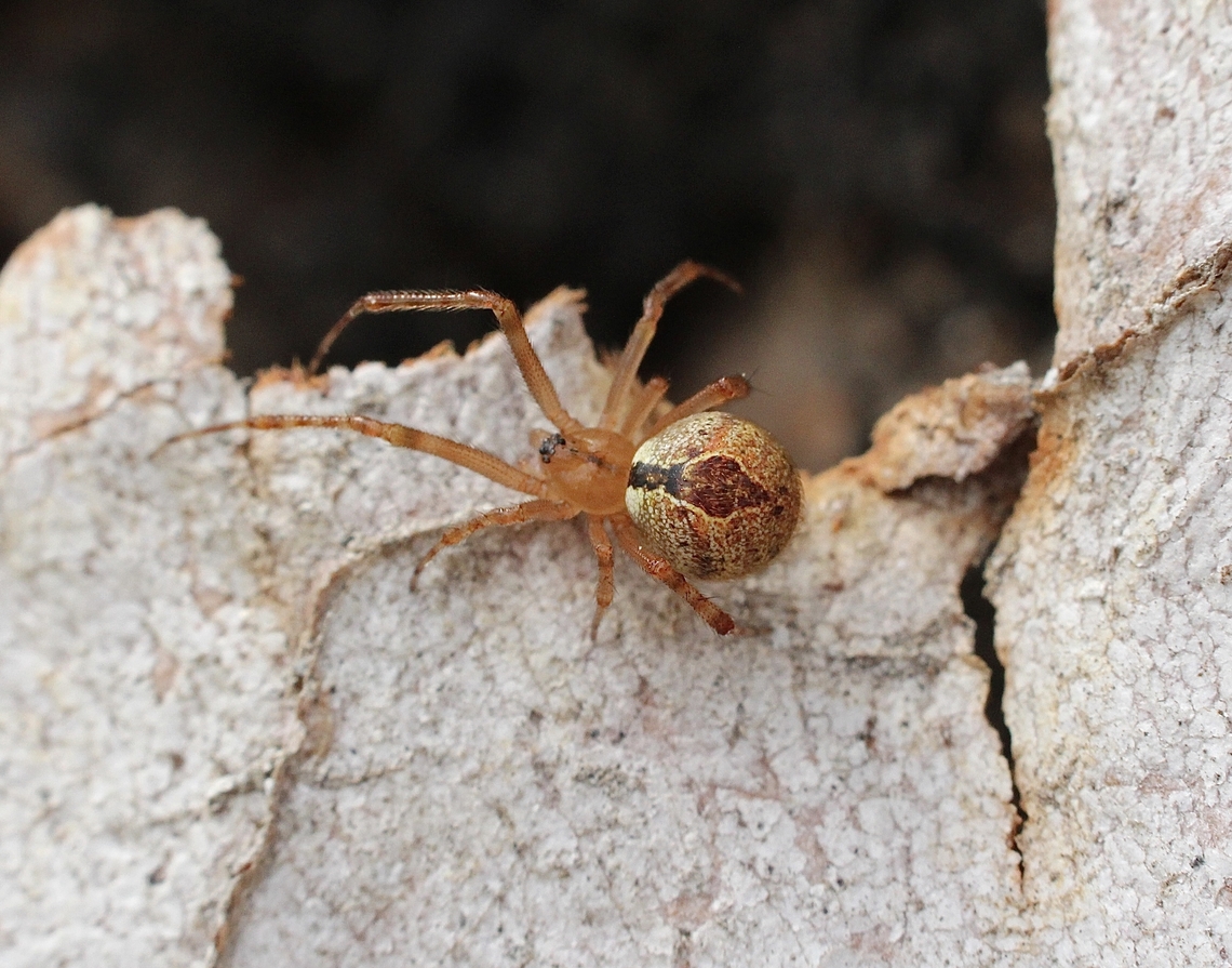 Diamond Comp-footed Spider - Cryptachaea veruculata Found under eucalyptus bark. Australia,Cryptachaea veruculata,Geotagged,Spring