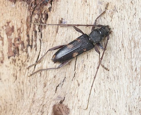 Common Eucalyptus Longhorn - Phoracantha semipunctata Found under eucalyptus tree bark. Australia,Geotagged,Phoracantha semipunctata,Spring