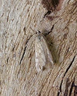 Cotton Web Spinner - Achyra affinitalis Attracted to UV light  Achyra affinitalis,Achyra nudalis,Australia,Cotton Web Spinner,Geotagged,Spring