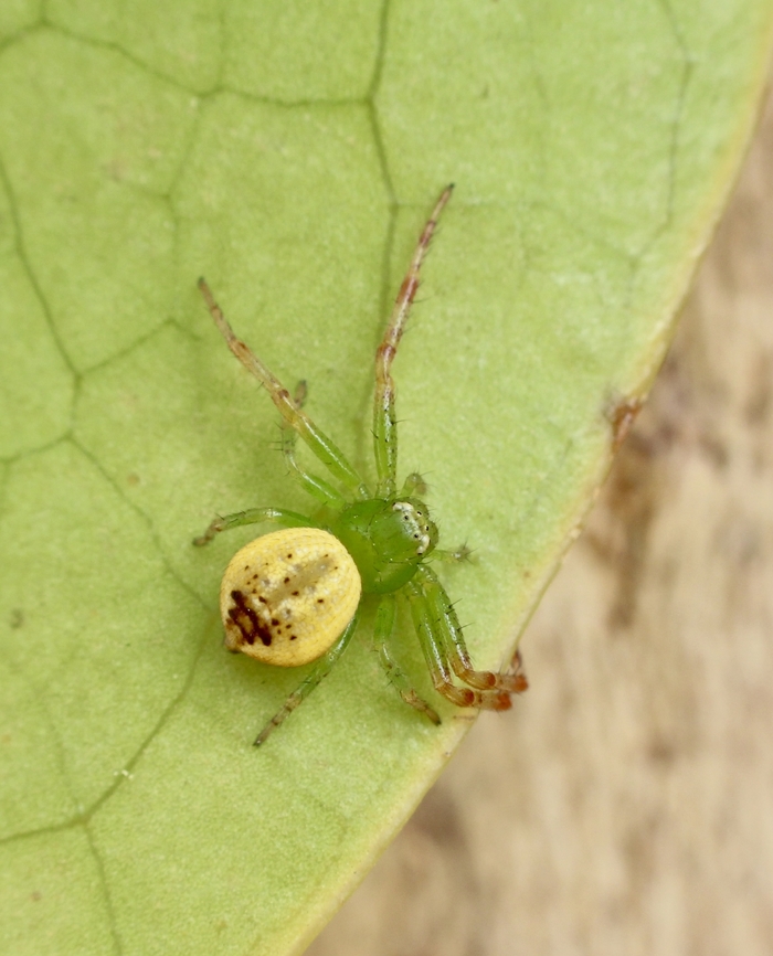 Lozenge-shaped Crab Spider - Australomisidia pilula  Australia,Australomisidia pilula,Geotagged,Spring