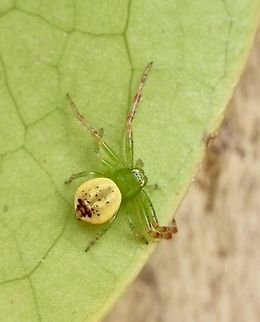 Lozenge-shaped Crab Spider - Australomisidia pilula  Australia,Australomisidia pilula,Geotagged,Spring