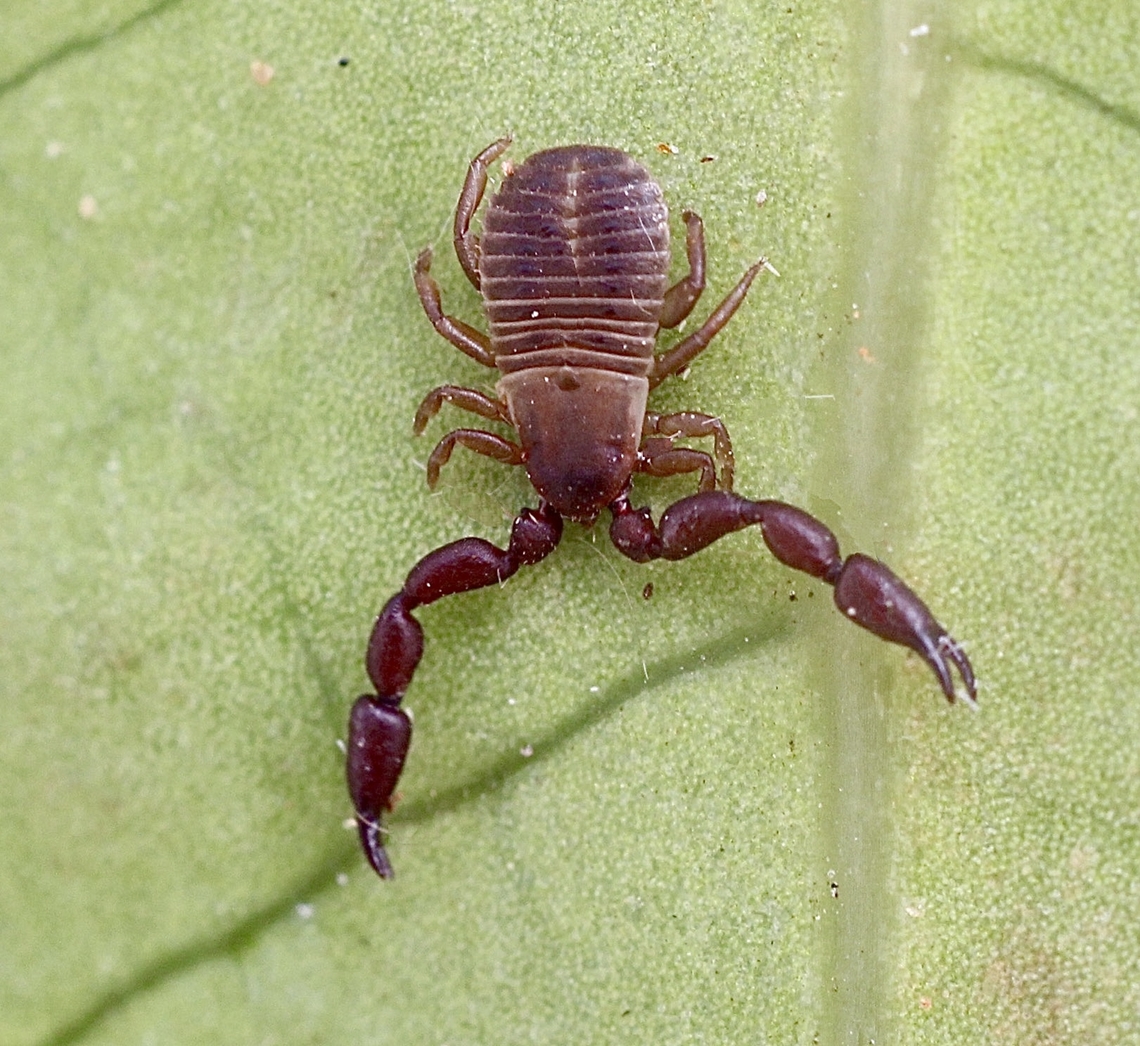Conicochernes brevispinosus Distribution and habitat taken from ALA notes.<br />
<br />
The species occurs at various sites in eastern and south-eastern Australia. Type localitiesinclude Rockhampton and Peak Downs in Central Queensland, and Mount Lofty in South Australia, where pseudoscorpions were collected from beneath tree bark.<br />
Note that Mount Lofty is about 70 km from were I found this pseudoscorpion under eucalyptus tree bark. Australia,Conicochernes brevispinosus,Geotagged,Spring