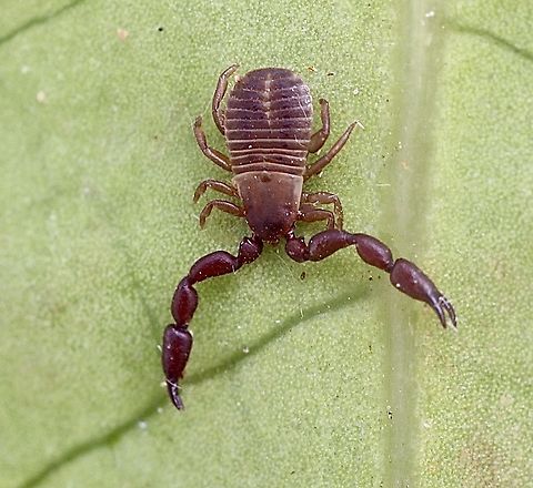 Conicochernes brevispinosus Distribution and habitat taken from ALA notes.

The species occurs at various sites in eastern and south-eastern Australia. Type localitiesinclude Rockhampton and Peak Downs in Central Queensland, and Mount Lofty in South Australia, where pseudoscorpions were collected from beneath tree bark.
Note that Mount Lofty is about 70 km from were I found this pseudoscorpion under eucalyptus tree bark. Australia,Conicochernes brevispinosus,Geotagged,Spring