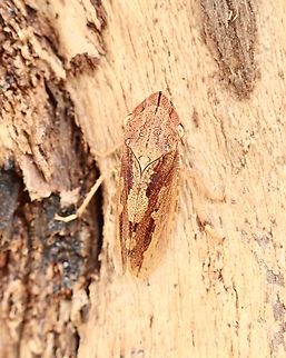 Flathead Leafhopper - Stenocotis depressa Observed resting on a eucalyptus tree trunk.This is the female . Australia,Flathead Leafhopper,Geotagged,Spring,Stenocotis depressa