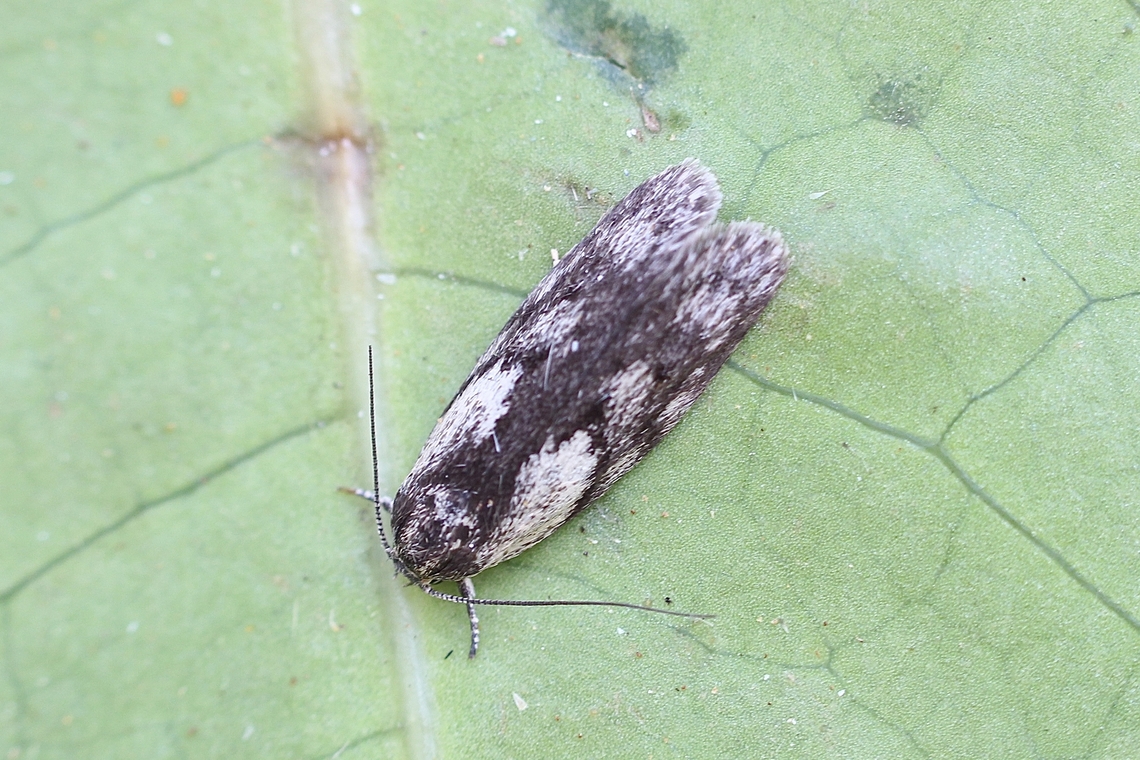 Phylomictis maligna Attracted to UV light. Australia,Geotagged,Phylomictis maligna,Spring