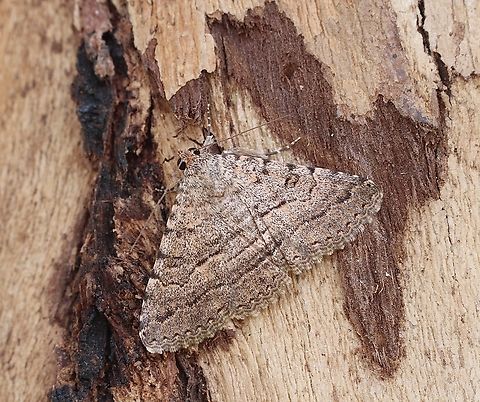 Diatenes aglossoides That is nr. 5 for me. Nearly all the same ,but the capture dates  indicate that this species seems to be on the wing all year around. Australia,Diatenes aglossoides,Geotagged,Spring