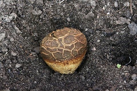 Onion Earthball - Scleroderma cepa Observed in nature strip alongside an inner/town road. Australia,Geotagged,Onion Earthball,Scleroderma cepa,Spring