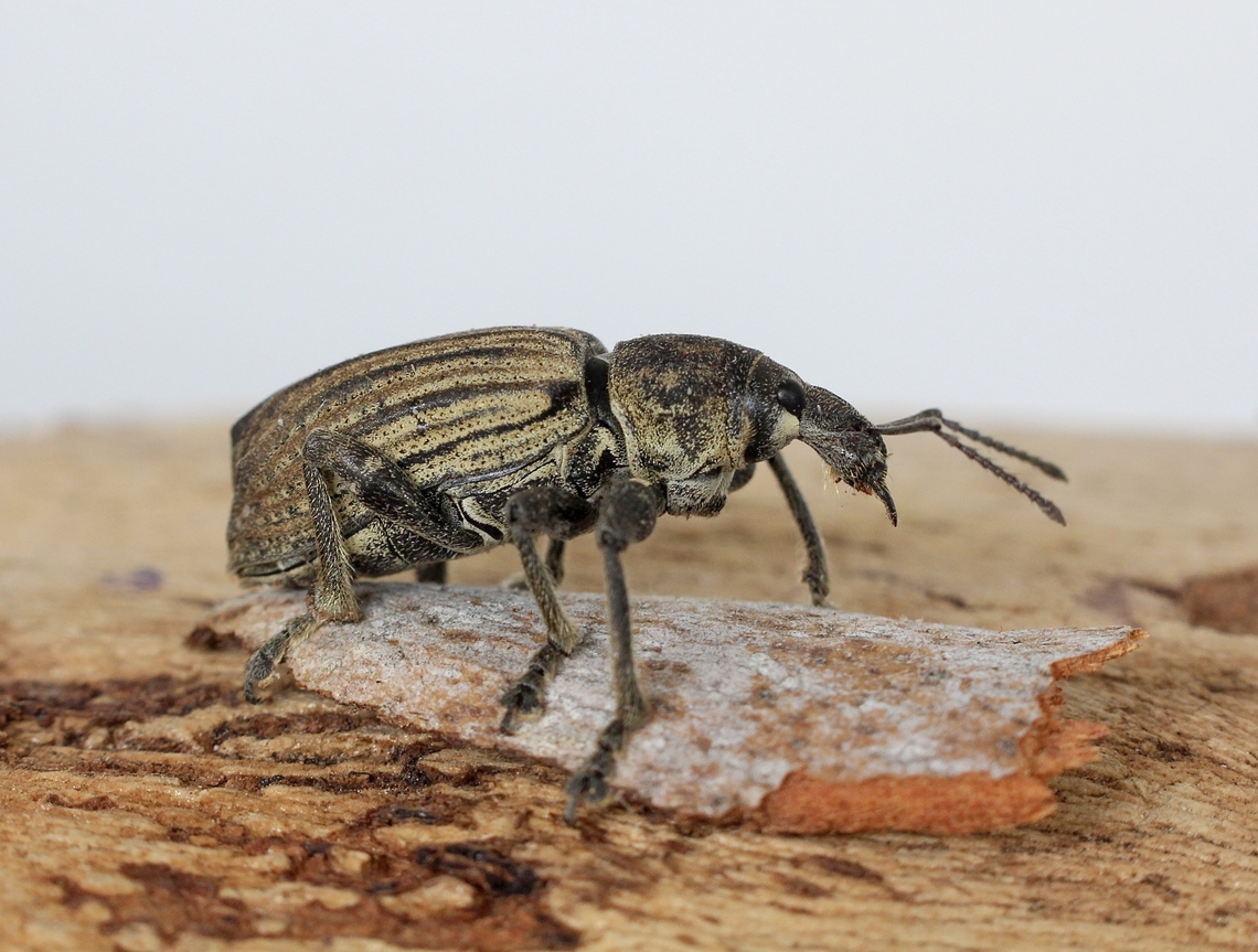 Genus Prypnus Possibly Prypnus tibialis.  Australia,Geotagged,Spring